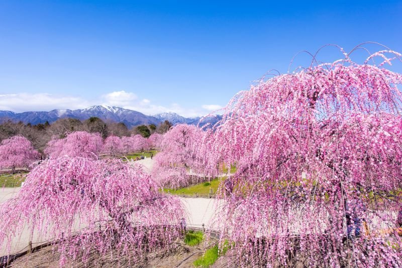 🏞️ 스즈카 플라워 파크 이미지 1